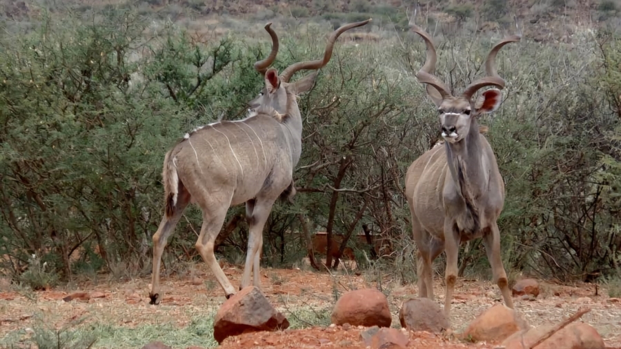 Commercial Property for Sale in Barkly West Rural Northern Cape